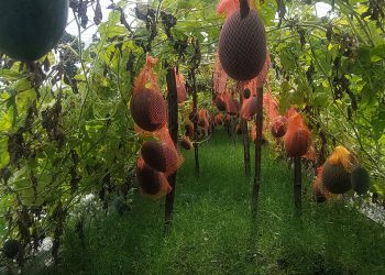 ঠাকুরগাঁওয়ে মালচিং পদ্ধতিতে নতুন জাতের তরমুজের চাষ