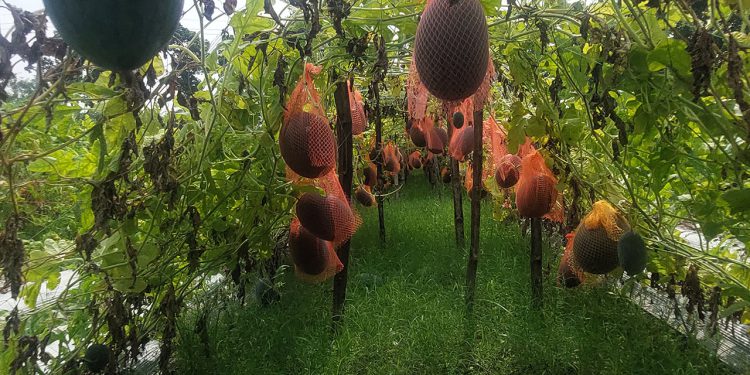 ঠাকুরগাঁওয়ে মালচিং পদ্ধতিতে নতুন জাতের তরমুজের চাষ