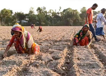 ঠাকুরগাঁওয়ে ঝুকি নিয়ে চলছে আলু চাষ