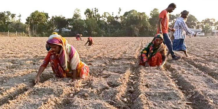 ঠাকুরগাঁওয়ে ঝুকি নিয়ে চলছে আলু চাষ
