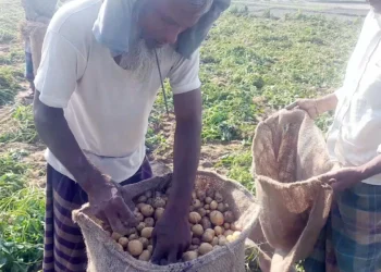 ঠাকুরগাঁওয়ে আলু চাষে লাভবান কৃষক