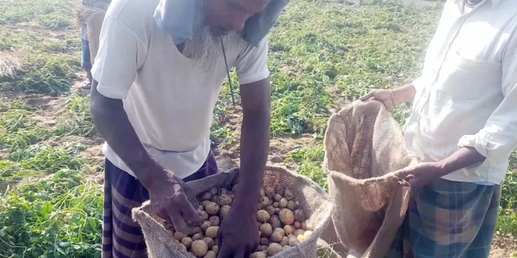 ঠাকুরগাঁওয়ে আলু চাষে লাভবান কৃষক