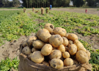 ঠাকুরগাঁওয়ে আলুতে লাভের বদলে লোকসানের শঙ্কা কৃষকের।