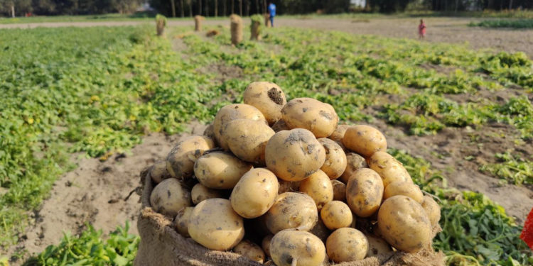 ঠাকুরগাঁওয়ে আলুতে লাভের বদলে লোকসানের শঙ্কা কৃষকের।