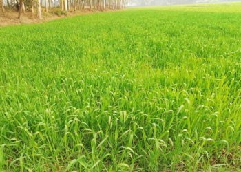 ঠাকুরগাঁওয়ে দিন দিন কমছে গমের আবাদ