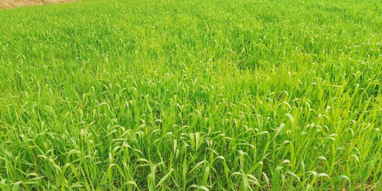 ঠাকুরগাঁওয়ে দিন দিন কমছে গমের আবাদ