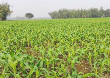 ঠাকুরগাঁওয়ের ভুট্টা চাষে আশার আলো দেখছেন কৃষক