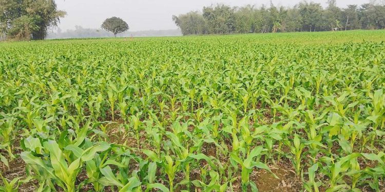 ঠাকুরগাঁওয়ের ভুট্টা চাষে আশার আলো দেখছেন কৃষক