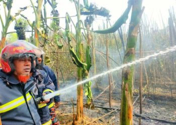 কালীগঞ্জে আগুনে পুড়ল ১২ বিঘা পানের বরজ