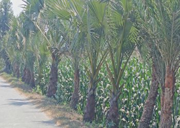 বজ্রপাত রোধে ঝিনাইদহের ‘গাছপাগল’ জহির রায়হানের ব্যতিক্রমী উদ্যোগ