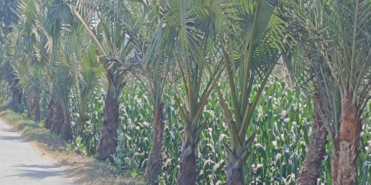 বজ্রপাত রোধে ঝিনাইদহের ‘গাছপাগল’ জহির রায়হানের ব্যতিক্রমী উদ্যোগ