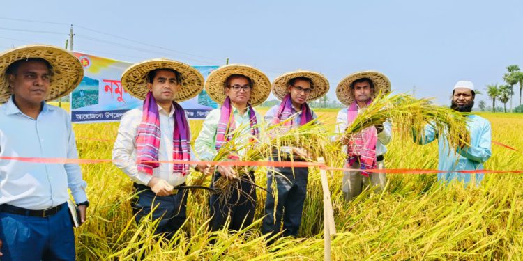 ঝিনাইদহে ধান কাটার উদ্বোধন করলেন জেলা প্রশাসক