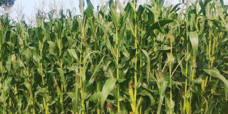 ঠাকুরগাঁওয়ে ভুট্টা চাষে আশার আলো দেখছেন কৃষক