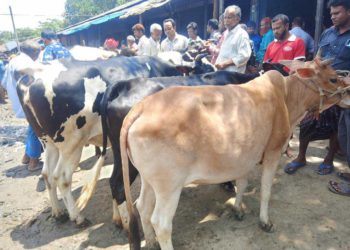 ঠাকুরগাঁওয়ে জমে উঠেছে কোরবানির পশুর হাট, ক্রেতা খুশি হলেও বিক্রেতা অসন্তোস