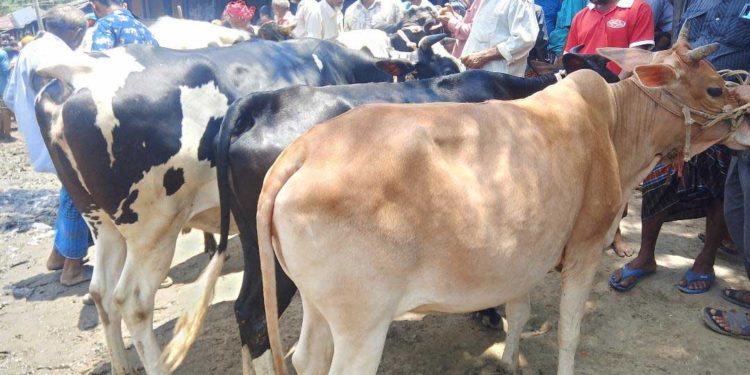 ঠাকুরগাঁওয়ে জমে উঠেছে কোরবানির পশুর হাট, ক্রেতা খুশি হলেও বিক্রেতা অসন্তোস