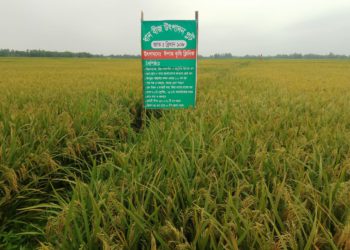 পতিত জমিতে বিএমডিএ’র সেচ সুবিধায় বোরো ধান আবাদে লাভবান কৃষক