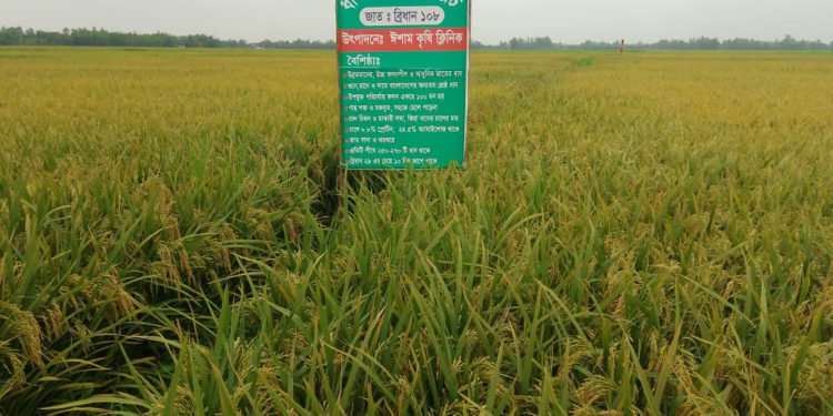 পতিত জমিতে বিএমডিএ’র সেচ সুবিধায় বোরো ধান আবাদে লাভবান কৃষক