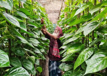 পানের বাজারধস বেকার হাজারো শ্রমিক