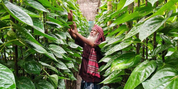 পানের বাজারধস বেকার হাজারো শ্রমিক