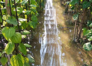 বন্যার পানিতে ডুবলো কৃষকের স্বপ্নের পান বরজ