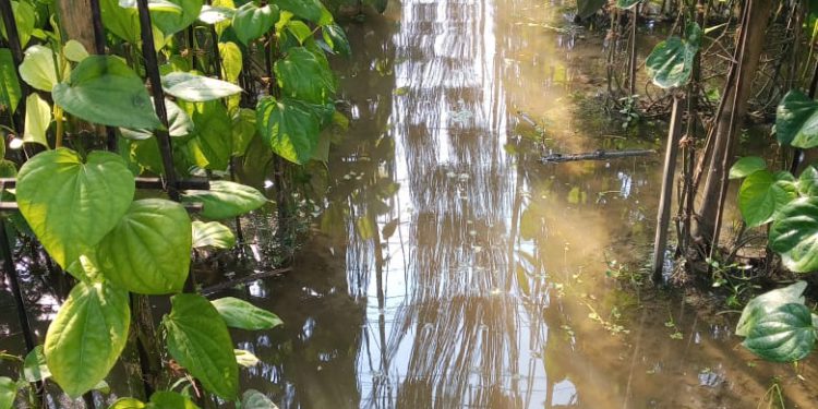 বন্যার পানিতে ডুবলো কৃষকের স্বপ্নের পান বরজ