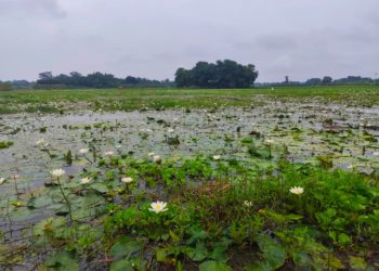 দুর্গাপুরে সাদা শাপলা অপরূপ দৃশ্য দেখতে শত শত দর্শনার্থীদের ভীড়