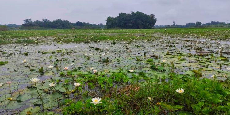 দুর্গাপুরে সাদা শাপলা অপরূপ দৃশ্য দেখতে শত শত দর্শনার্থীদের ভীড়