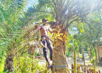 দুর্গাপুরে খেজুরগাছ পরিচর্যার ব্যস্ত গাছিরা