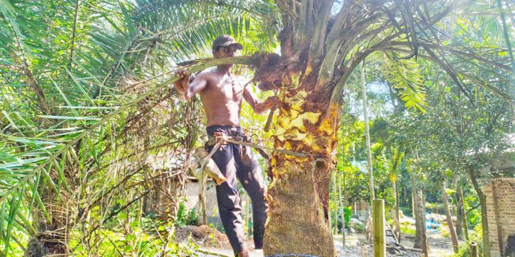 দুর্গাপুরে খেজুরগাছ পরিচর্যার ব্যস্ত গাছিরা