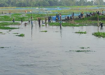 ঠাকুরগাঁওয়ের বুড়ির বাঁধে চলছে মাছ ধরার মহোউৎসব
