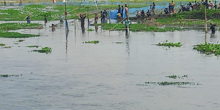 ঠাকুরগাঁওয়ের বুড়ির বাঁধে চলছে মাছ ধরার মহোউৎসব