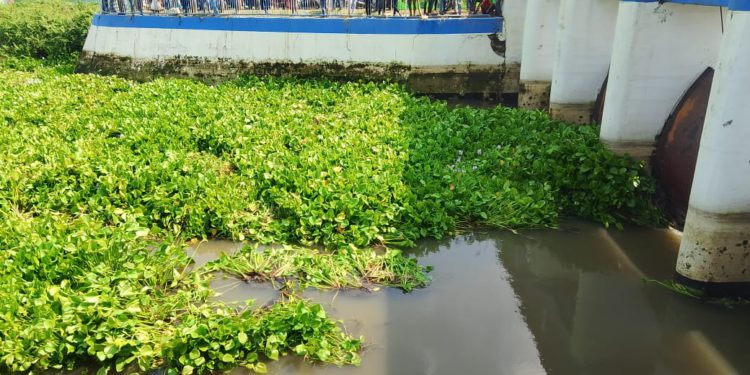 ঠাকুরগাঁওয়ের বুড়ির বাঁধে চলছে মাছ ধরার মহোউৎসব