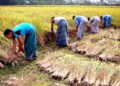 কৃষি খাত থেকে কেবল আয় নয় বরং দূর করা যায় বেকারত্ব