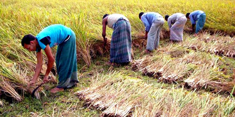 কৃষি খাত থেকে কেবল আয় নয় বরং দূর করা যায় বেকারত্ব