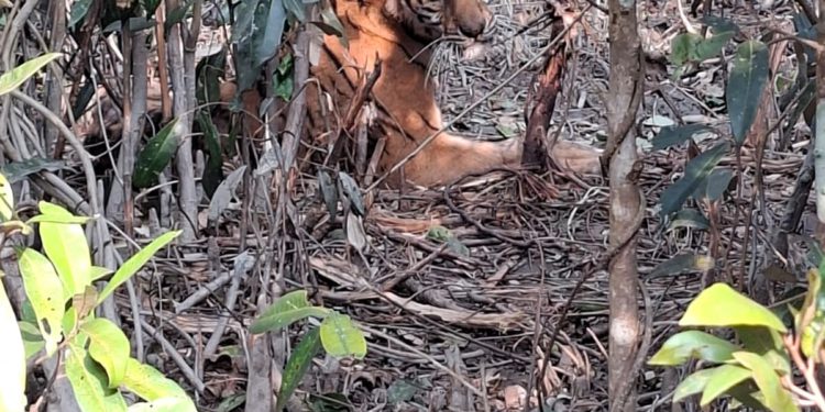 সুন্দরবনে ফাঁদে আটকে পড়া বাঘটিকে উদ্ধার করেছে বন বিভাগ –পরিবেশ মন্ত্রণালয়