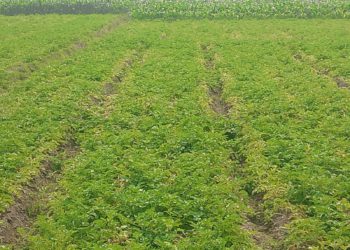 ঠাকুরগাঁওয়ে আলুর কেজি ৪ টাকা, লোকসানে কৃষক