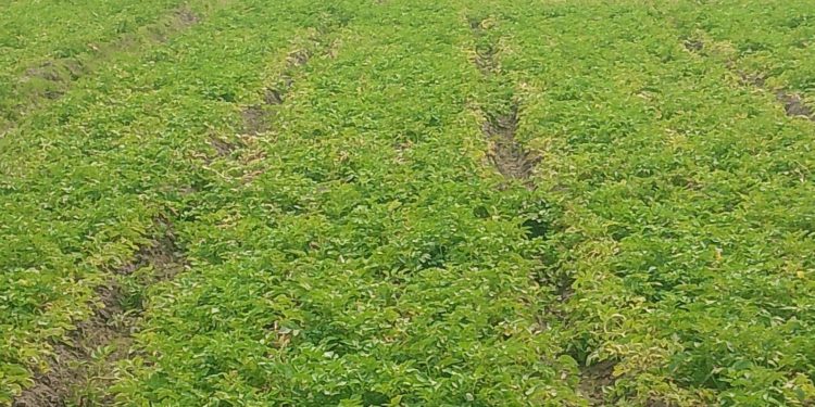 ঠাকুরগাঁওয়ে আলুর কেজি ৪ টাকা, লোকসানে কৃষক