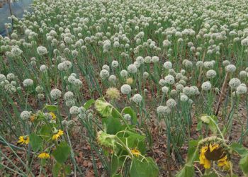 ঠাকুরগাঁওয়ের বালিয়াডাঙ্গীতে ১৬ কোটি টাকার পেঁয়াজ বীজ বিক্রির সম্ভাবনা