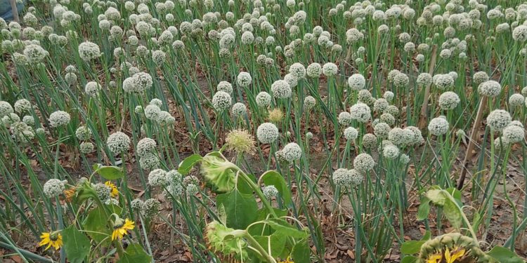 ঠাকুরগাঁওয়ের বালিয়াডাঙ্গীতে ১৬ কোটি টাকার পেঁয়াজ বীজ বিক্রির সম্ভাবনা
