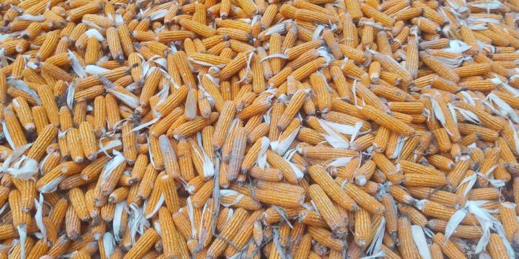ঠাকুরগাঁওয়ে ভুট্টার দামে হতাশ কৃষক