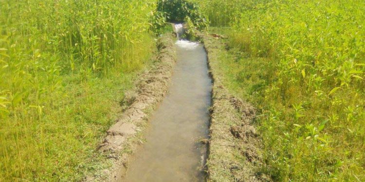 ঠাকুরগাঁওয়ে বিএমডিএ’র সেচ ব্যবস্থার সুফল পাচ্ছে কৃষক  