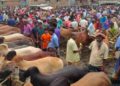 কোরবানির গরু হাটে রাজস্ব আদায় ৪০ লাখ, সরকারি কোষাগারে জমা মাত্র ১৫ লাখ