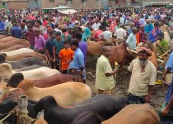 কোরবানির গরু হাটে রাজস্ব আদায় ৪০ লাখ, সরকারি কোষাগারে জমা মাত্র ১৫ লাখ