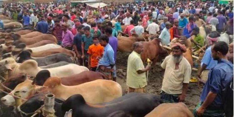 কোরবানির গরু হাটে রাজস্ব আদায় ৪০ লাখ, সরকারি কোষাগারে জমা মাত্র ১৫ লাখ