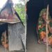 তথ্য প্রতিমন্ত্রীর হস্তক্ষেপ, ঝুপড়ি থেকে নতুন ঘরে ফিরোজা